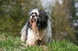 LHASSA APSO 250